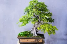 &lt;p&gt;Jak uprawiać drzewko bonsai? Idealne gatunki, pierwsze kroki, pielęgnacja&lt;/p&gt;