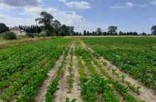 Plantacja buraków cukrowych uszkodzona na skutek działania pozostałości tribenuronu metylu (ALS) w glebie. Co ciekawe, uszkodzenia wystąpiły po ulewnym deszczu (aktywacja pozostałości ALS w glebie). Wyraźne uszkodzenia w miejscach, gdzie gleba była słabsza oraz bardziej zbita.