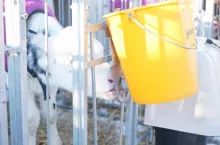 Trzeba pamiętać, że siara bardzo szybko się psuje. Zaraz po zdojeniu ma poniżej 100 tys. bakterii w 1 ml, ale już po godzinie, w siarze może być nawet około miliona drobnoustrojów.