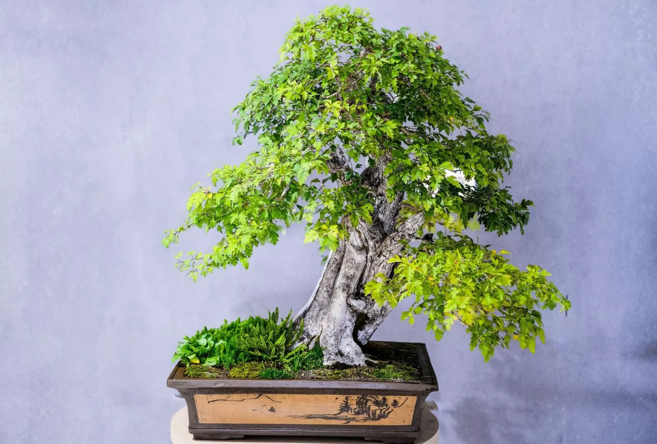 &lt;p&gt;Jak uprawiać drzewko bonsai? Idealne gatunki, pierwsze kroki, pielęgnacja&lt;/p&gt;