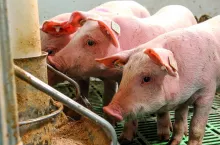 Świnie lubią smak mięsa, dlatego powstała koncepcja żywienia ich białkiem zwierzęcym.