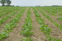 Uprawa buraków z wykorzystaniem większej ilości materii organicznej to jeden z wariantów poprawy struktury gleby i poprawy retencyjności wody opadowej.