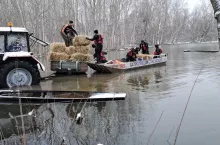 Rolnicy krowom dostarczają pokarm za pomocą łodzi.