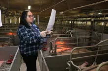 Wpisujemy numer lochy, datę przewidywanego porodu oraz faktycznego rozpoczęcia, a także liczbę prosiąt i wykonywane zabiegi.