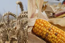 Pszenica i kukurydza na jednej fotce