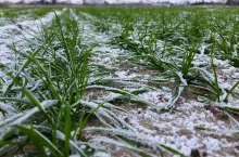 &lt;p&gt;Po ciepłej i deszczowej jesieni w końcu przyszła prawdziwa zima, w wielu regionach ze śniegiem. Nie wszystkie jednak zboża, zwłaszcza pszenicę udało się zasiać w terminie ze względu na częste i obfite opady jesienne.&lt;/p&gt;