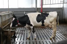 System sztucznej inteligencji już pozwala hodowcom poświęcać mniej czasu na sprawdzanie ciężarnych krów na kilka tygodni przed wycieleniem, a niebawem będzie wspierać monitorowanie ich zdrowia i dobrostanu