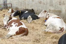 Wielu hodowców utrzymuje krowy zasuszone na głębokiej ściółce. Trzeba pamiętać, że słoma na której leżą zwierzęta, jest idealnym miejscem do namnażania się chorobotwórczych patogenów.