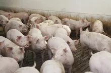 Na przestrzeni lat przedstawiano kolejne strategie odbudowy pogłowia trzody chlewnej w Polsce, ale żadnej nie udało się wdrożyć w życie i dziś mamy niewiele ponad 9 mln świń