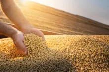 Hands of peasant holding soy beans after harvest