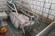 W dużych miotach, liczących powyżej 16 prosiąt, średnia masa noworodków nie przekracza 1,3 kg i wzrasta zróżnicowanie. Do 23% zwiększa się odsetek prosiąt małych.