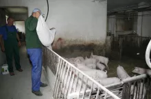 Jeśli surowce, z których przygotowujemy paszę w gospodarstwie, nie były przebadane pod kątem zawartości mykotoksyn, najbezpieczniej będzie stosować rutynowo produkt unieszkodliwiający toksyny. To tańsze niż walka ze skutkami zatruć
