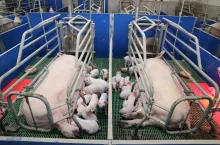 – Średnio w miocie rodzi nam się obecnie 16,5–17 żywych prosiąt, ważących ok. 1,3 kg. Z tego odsadzamy nawet 16 4-tygodniowych prosiąt, które mają średnio od 5,6 do 6 kg – wylicza z zadowoleniem rolnik.