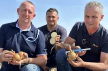 Cebula odmiany Vision F1