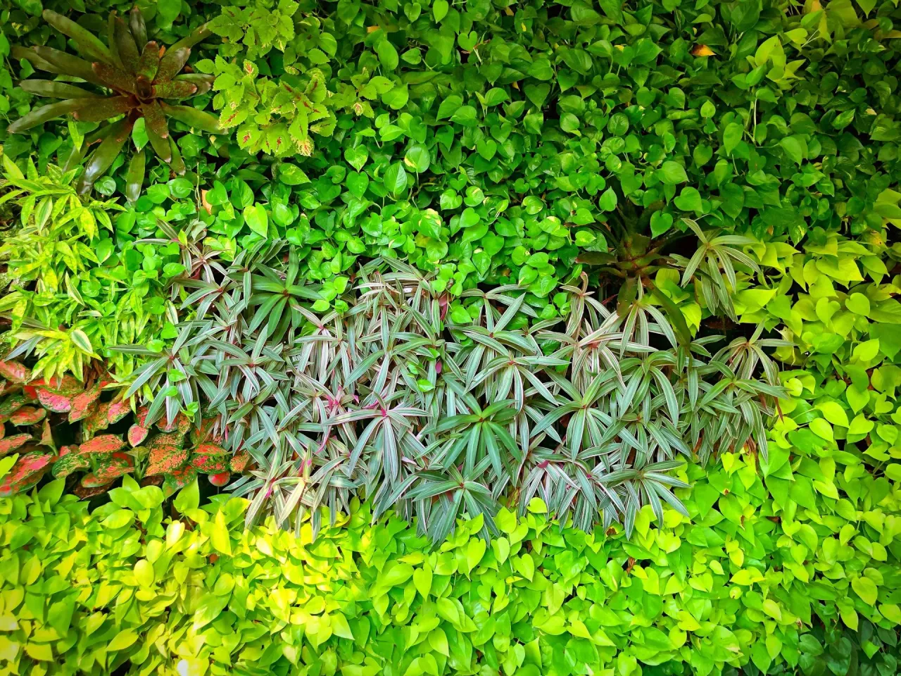 &lt;p&gt;Stwórz w domu prawdziwą dżunglę! O czym pamiętać, zakładając zielone ściany z roślin?&lt;/p&gt;