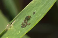 mszyca, mszyce, szkodniki