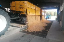 Drożeje owies i jęczmień. Jakie są aktualne ceny zbóż i rzepaku w skupach?