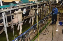 O skuteczności dippingu poudojowego dowodzą liczne badania. Jedno z nich przeprowadzili naukowcy z Uniwersytetu w Wisconsin w USA. Trwały one 13 miesięcy i odbywały się w dwóch stadach liczących łącznie średnio 125 krów mlecznych.