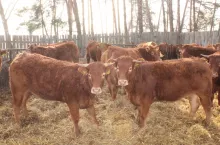 Jałówki droższe nawet o 70 gr. Jakie są aktualne ceny bydła w Polsce?