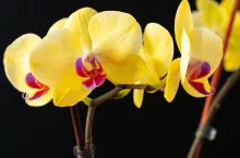 &lt;p&gt;Wszystko, co musisz wiedzieć o uprawie orchidei! Dlaczego liście storczyków żółkną?&lt;/p&gt;