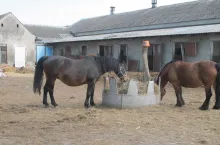 W 2018 roku tytuł Innowacyjnego Rolnika zdobył Andrzej Serwatka, który w Kłodzinie w województwie wielkopolskim prowadzi fermę udoju klaczy. Użytkując mlecznie konie, rolnik stara się nie ingerować w naturalne relacje klaczy ze źrebiętami. Pozyskamy w ten sposób produkt zbywa w ramach sprzedaży bezpośredniej. Pasję do koni przejął po ojcu, a pomysł na biznes zrodził się, kiedy do gospodarstwa o mleko od klaczy zwróciła się kobieta, która miała męża chorego na stwardnienie rozsiane