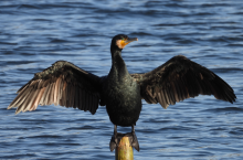 szkody dzikie ptaki, kormoran