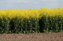 Najlepsze odmiany rzepaku w badaniach rejestrowych COBORU to kandydatki do wpisu do Krajowego rejestru.