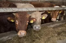 Ceny bydła (30 stycznia 2024 r.)