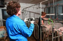 Wspólna analiza wideo z lekarzem weterynarii lub doradcą może pomóc zidentyfikować słabe punkty podczas inseminacji.
