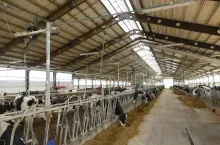 Nie wszystkie grupy krów mają oczywiście jednakowe zapotrzebowanie na światło. Z badań wynika, że krowy mleczne najlepsze wyniki osiągają, gdy eksponowane są na światło do 16 godzin i mają 8 godzin odpoczynku w ciemności, czyli w warunkach, gdzie natężenie światła jest mniejsze niż 15 luxów