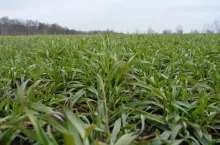 Łamliwość po ocenie porażenia i przekroczeniu progu szkodliwości ograniczamy pierwszym wiosennym zabiegiem fungicydowym. Ważne jest przy tym, aby nie ograniczać ilości cieczy roboczej. Musi być jej tyle, aby spłynęła po pochwach i dotarła do przestrzeni między pochwą, a źdźbłem, czyli raczej nie mniej niż 250 l/ha