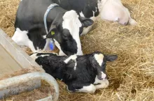 Kulawizny występują u 3,9–5,9% krów z trudnościami podczas porodu i tylko u 0,27–2,37% krów bez trudności z wycieleniem. Ponadto, ciężka kulawizna występuje częściej u krów z problemami porodowymi.