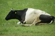 Nowy pomysł Brukseli: rolnik zapłaci za emisję gazów przez krowę, świnię i kurę?