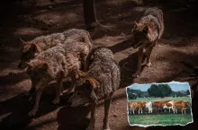 Dopłaty do dobrostanu bydła albo ochrona przed wilkami. Kulawe prawo uderza w rolników