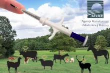 Mikroczipy zamiast kolczyków, to nowy system znakowania zwierząt gospodarskich.