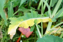 Liść wzdłuż nerwu głównego jakby w połowie zdrowy, w połowie chory. To oczywiście werticilioza