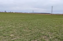 Zboże, uprawa, pole, marzec