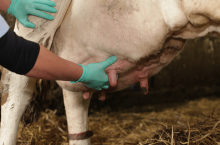 Niektóre schorzenia są wyjątkowo bolesne – w mastitis i w chorobach racic lekami I rzutu są NLPZ.