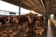 – Dużym problemem dla rolników jest tzw. ruch antymięsny, którego działalność jest bardzo widoczna w Brukseli. Jest to ruch, który m.in. propaguje żywność laboratoryjną, ale nie ma niezależnych badań dowodzących, że ta żywność jest bezpieczna. Ten ruch to tzw. głośna mniejszość, bo przecież w UE tylko 4% społeczeństwa, to wegetarianie, a 90% lubi mięso – powiedziała Stéphanie Pochon.