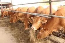 Byki droższe nawet o 80 gr/kg. Jakie są ceny bydła w Polsce na początku lutego?