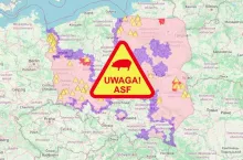 Z wirusem afrykańskiego pomoru świń walczymy od 17 lutego 2014 r. kiedy potwierdzono pierwszy przypadek wirusa ASF u dzików.