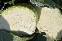Kapusta