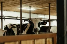 Koszty kontroli użytkowości mlecznej są bardzo zróżnicowane. Wpływa na nie nie tylko rozmiar stad, metody analiz, wykorzystanie dotacji, ale także region, w którym znajduje się gospodarstwo oraz to, kto kontrolę przeprowadza.