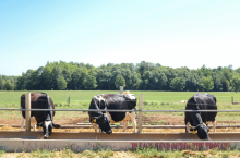Z obecnej sytuacji na rynku mleka można wyciągnąć kilka wniosków. Większość istotnych dla rynku międzynarodowego obszarów o znacznej produkcji białego surowca jest na fali wznoszącej. Jednocześnie na rynkach międzynarodowych pojawiają się nowi uczestnicy, którzy zaczynają odgrywać coraz większą rolę