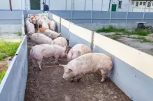 Ceny tuczników (8.02.2024)