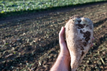 buraki cukrowe kampania 2023