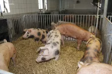 Świnie rasy pietrain wykazują większą odporność na cirkowirusy i rzadziej występuje u nich PMWS