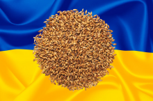 eksport jęczmienia z Ukrainy