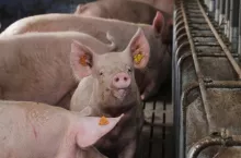 - W perspektywie dekady ta sytuacja może się jednak zmienić. Ukraina zamierza rozwijać produkcję świń wykorzystując własne, tanie zboża. Niskie koszty i duża skala produkcji, po wejściu Ukrainy do Unii Europejskiej, może zachwiać nie tylko rynkiem polskim, ale stanowić konkurencję dla wielu innych unijnych producentów. Dlatego już dzisiaj powinniśmy zastanowić się jak zorganizować rynek Wspólnoty, aby nie doprowadzić do jego destabilizacji – ostrzega Aleksander Dargiewicz.