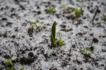 &lt;p&gt;Czy rośliny można siać zimą w ogrodzie? Tak! Poznaj metodę ”winter sowing”&lt;/p&gt;